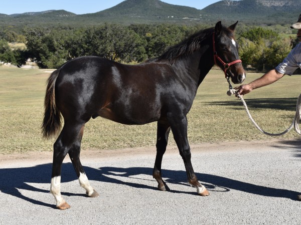 L.A. Waters Quarter Horses